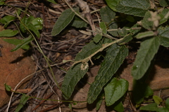 Malvaceae