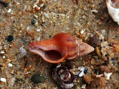 Nodopelagia brazieri