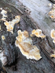 Stereum subtomentosum