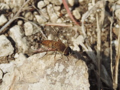 Aphoebantus