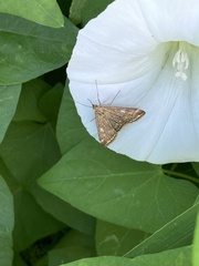 Loxostege sticticalis