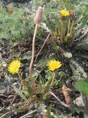 Taraxacum ceratophorum