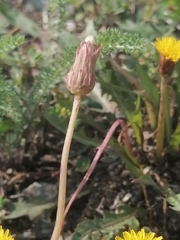 Taraxacum ceratophorum