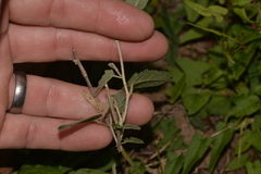 Malvaceae