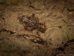 Stigmatium mastersii