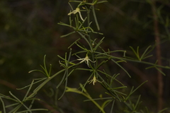 Anthocercis genistoides