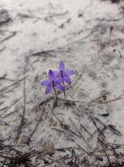 Glossodia minor
