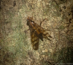 Euphranta numeralis