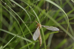 Nephrotoma ferruginea