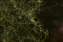 Anthocercis genistoides