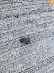 Lycorma delicatula