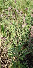 Cirsium arvense integrifolium