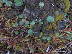 Corybas diemenicus