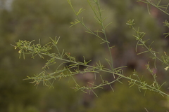 Anthocercis genistoides