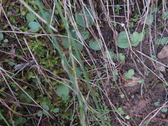 Corybas diemenicus