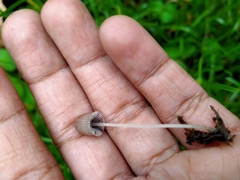 Conocybe