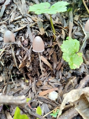 Conocybe