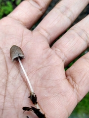 Conocybe