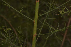 Anthocercis genistoides