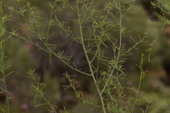 Anthocercis genistoides