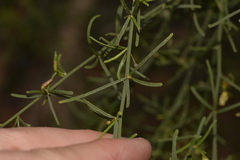 Anthocercis genistoides