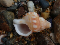 Ranella australasia