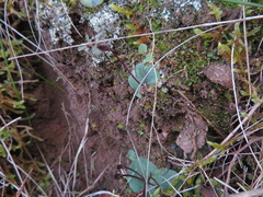 Cyrtostylis reniformis