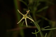 Anthocercis genistoides