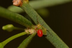 Heteroptera