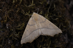 Odontopera bilinearia