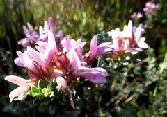 Indigofera brachystachya