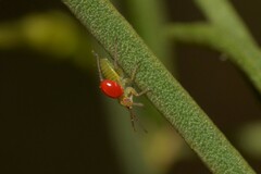 Heteroptera
