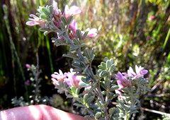 Indigofera brachystachya