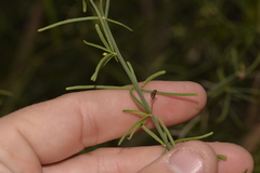 Anthocercis genistoides