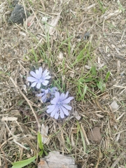 Cichorium intybus