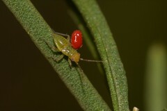 Heteroptera