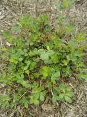 Medicago lupulina