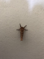 Triodia sylvina