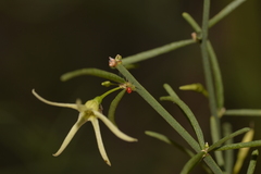 Anthocercis genistoides