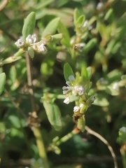 Polygonum arenastrum
