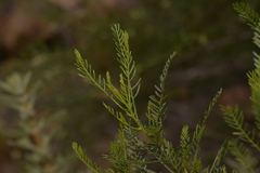 Dodonaea inaequifolia