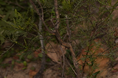 Dodonaea inaequifolia