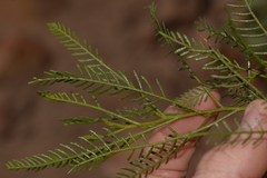 Dodonaea inaequifolia