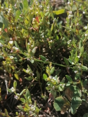 Polygonum arenastrum