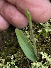 Caladenia