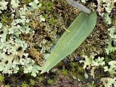 Caladenia
