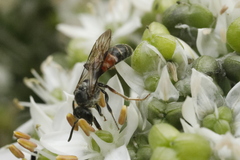 Sphecodogastra