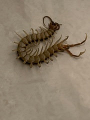Scolopendra
