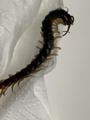 Scolopendra