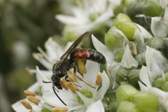 Sphecodogastra
